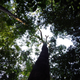 Illustration for article titled The Amazon Rainforest Is Adapting to Climate Change, But Not Fast Enough